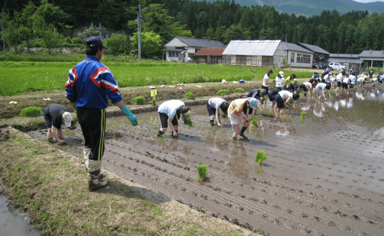 田植え・稲刈りイメージ写真