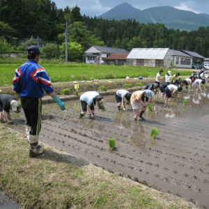 田植え・稲刈りイメージ写真