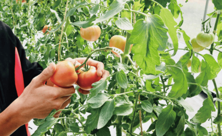 トマトの収穫・管理作業イメージ写真