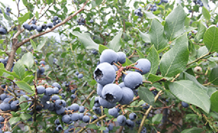 ブルーベリーの収穫・管理作業イメージ写真