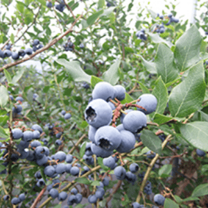 ブルーベリーの収穫・管理作業イメージ写真