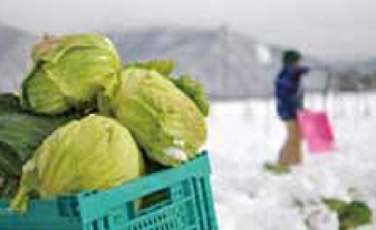 雪下キャベツ体験イメージ写真