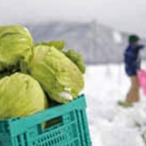 雪下キャベツ体験イメージ写真