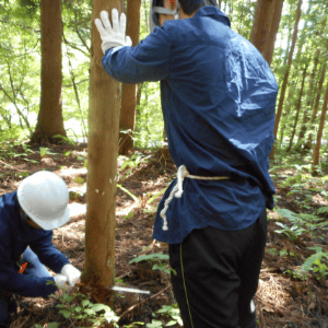 林業体験イメージ写真